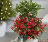 Red Coral Berry Live Plant – Ardisia Crenata Ornamental Berry Plant