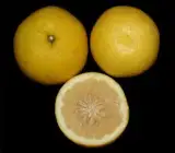 Yellow malta-Grafting fruit plant