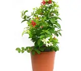 Rangoon Creeper plant