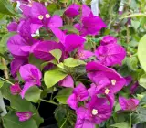 Chinese Pink Berry Bougainvillea