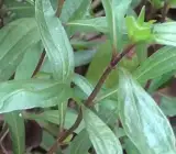 Vishalyakarani Plant