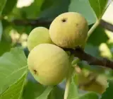 Denna Fig Live Fruit Plant – Premium Sweet Fig Fruit Plant