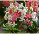Rangoon Creeper plant