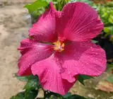LAND LOTUS FLOWERING PLANT