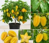 Thai Sweet Star Fruit Plant – Premium Sweet Carambola Live Fruit Plant