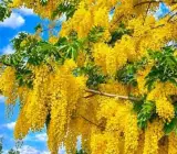 Amaltas Golden Shower Live Plant – Cassia Fistula Yellow Flowering Tree