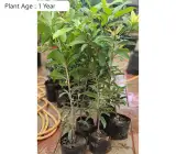 Kalapati Chiku (Saphota) Grafting Fruit Plant