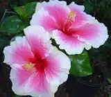 Austrian Hibiscus plant(WHITE AND RED SHADED)