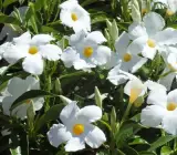 Mandevilla flowers plants(WHITE)