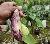 Aristolochia Flowering plants