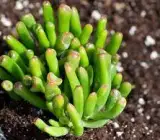 CRASSULACEA FINGERS PLANT