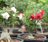 Adenium Aarabicum (Desert Rose) Plant