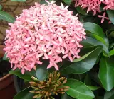 Chinese ixora FLOWER PLANT(PINK)