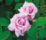 HYBRID GRAFTED ROSE FLOWERING PLANT(LIGHT PURPLE)