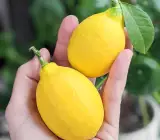 Meyer Lemon fruit plant