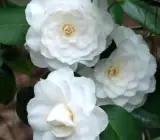 CAMELLIA FLOWERING PLANT(WHITE)