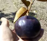Milk fruits plant