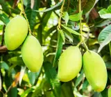 Dasheri Mango ( Grafting ) Fruit Plant