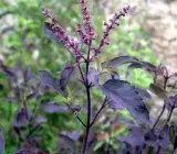 Krishna Basil Plant