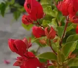 Old Rose Tanglong Bougainvillea
