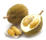 Durian Fruit Plant