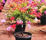 Bonsai Bougainville plant (10 colour grafting)