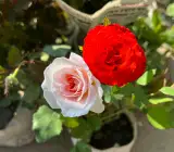 Combo Rose Flower Plant