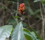 Ram Basak Plant