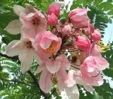 Cassia Grandis Plant – Pink Shower Tree Live Flowering Plant
