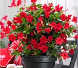 MANDEVILLA FLOWERING PLANT(RED)