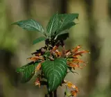 Ram Basak Plant