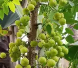 Gooseberry Plant _ Grafted and Hybrid Plants