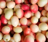 SWEET KARUNDA(KARAMCHA)FRUIT PLANT