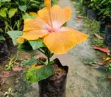 AMERICAN HIBISCUS PLANT( light yellow)