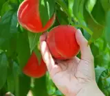 Thai Peach Dwarf Varieties Fruits Plants