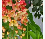Rainbow Shower Tree Plant – Cassia × Nealiae Live Flowering Plant