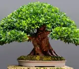 Bonsai Plant