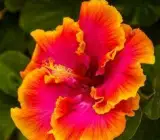 Austrilian hibiscus plant (YELLOW AND RED SHADED)