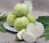 Thailand sweet Guava Plant