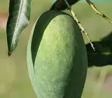 Mallika mango Fruit plant