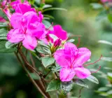 Azalea FLOWERING PLANTS(PURPLE)