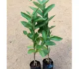 Allahabad Guava-Fruit Plant