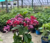 Bleeding Heart Vine Red Plant