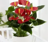 RED ANTHURIUM PLANT