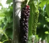 Brazilian Hybrid Mulberry Fruit Plant – Sweet Long Mulberry Live Plant