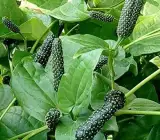 Pipul Plant