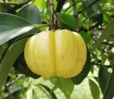 Kudampuli Fruit Plant