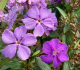 Tibouchina FLOWERING PLANT