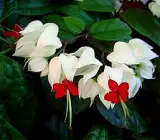 Bleeding Heart Vine White – Creepers & Climbers