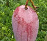 Katimon Mango -GRAFTING plants